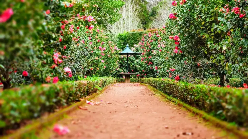 Garden beds with established planting